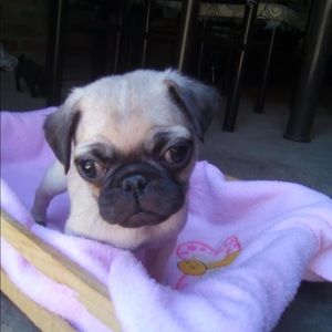 Meet your Posher, Daisy